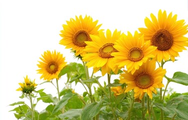 Fototapeta premium Vibrant sunflowers in full bloom against a white backdrop with copy space