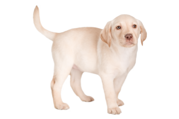 Cute Labrador puppy on isolated white background