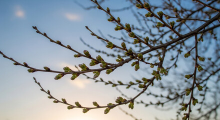 Birch branches with budding leaves in serene morning light with soft blue sky and warm sunlight for nature background