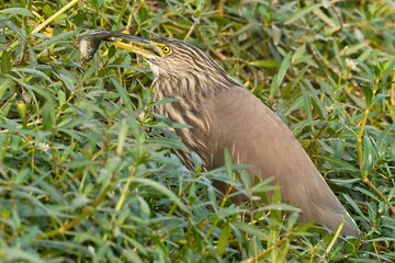 Pond Heron