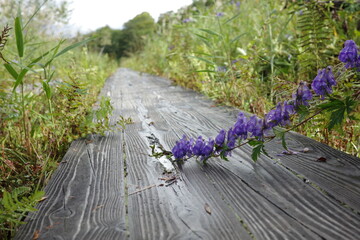夏の終わり、尾瀬ヶ原の木道そばに咲く紫のトリカブト