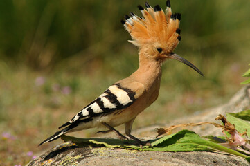 abubilla en el campo en primavera © Juan Pablo Fuentes S