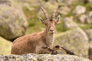 cabras monteses en la sierra de gredos