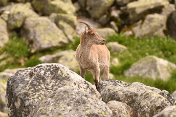 cabras monteses en la sierra de gredos