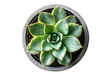 Green striped succulent simple arrangement isolated on transparent background