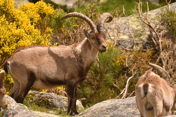 cabras monteses en la sierra de gredos