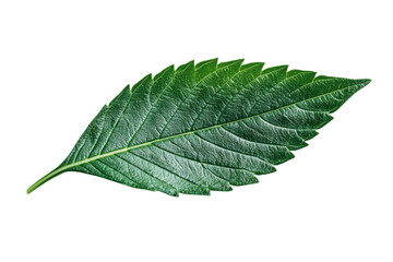 Fresh vibrant green leaf isolated on transparent background