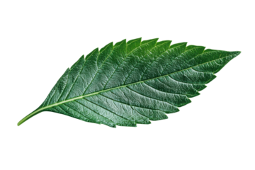 Fresh vibrant green leaf isolated on transparent background