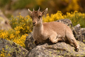 cabras monteses en la sierra de gredos