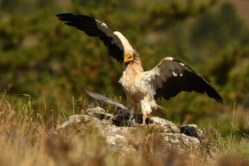 alimoche captura una paloma en el campo