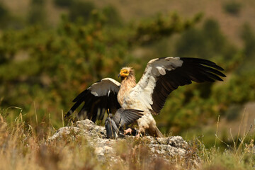 alimoche captura una paloma en el campo