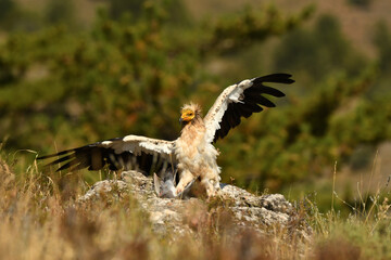 alimoche captura una paloma en el campo