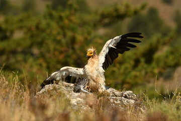 alimoche captura una paloma en el campo