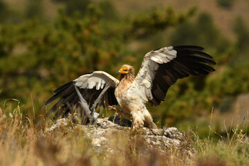 alimoche captura una paloma en el campo