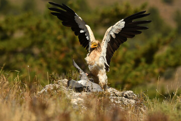 alimoche captura una paloma en el campo
