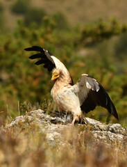 alimoche captura una paloma en el campo