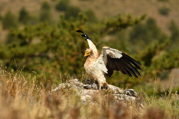 alimoche captura una paloma en el campo