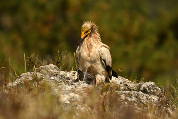 alimoche captura una paloma en el campo