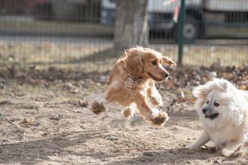 Two playful dogs, a golden cocker spaniel and a fluffy brown cocker spaniel, are joyfully running across a grassy field, showcasing their friendship and energy in a natural setting