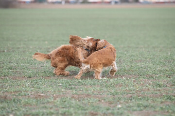 Two playful dogs, a golden cocker spaniel and a fluffy brown cocker spaniel, are joyfully running across a grassy field, showcasing their friendship and energy in a natural setting