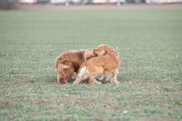 Two playful dogs, a golden cocker spaniel and a fluffy brown cocker spaniel, are joyfully running across a grassy field, showcasing their friendship and energy in a natural setting
