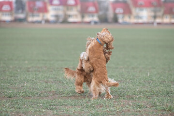 Two playful dogs, a golden cocker spaniel and a fluffy brown cocker spaniel, are joyfully running across a grassy field, showcasing their friendship and energy in a natural setting