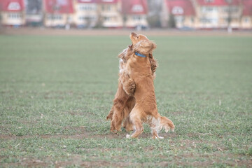 Two playful dogs, a golden cocker spaniel and a fluffy brown cocker spaniel, are joyfully running across a grassy field, showcasing their friendship and energy in a natural setting