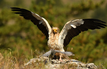 alimoche captura una paloma en el campo