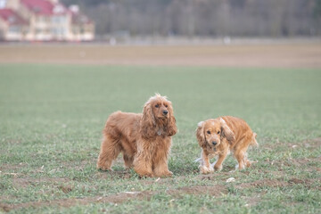 Two playful dogs, a golden cocker spaniel and a fluffy brown cocker spaniel, are joyfully running across a grassy field, showcasing their friendship and energy in a natural setting