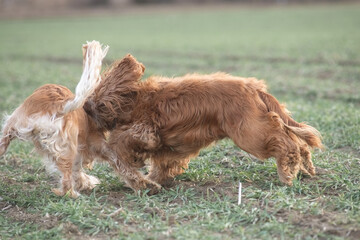 Two playful dogs, a golden cocker spaniel and a fluffy brown cocker spaniel, are joyfully running across a grassy field, showcasing their friendship and energy in a natural setting