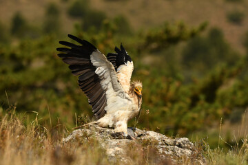 alimoche captura una paloma en el campo