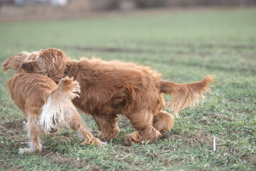 Two playful dogs, a golden cocker spaniel and a fluffy brown cocker spaniel, are joyfully running across a grassy field, showcasing their friendship and energy in a natural setting