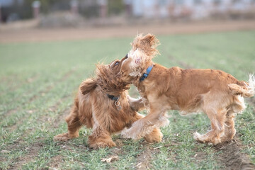 Two playful dogs, a golden cocker spaniel and a fluffy brown cocker spaniel, are joyfully running across a grassy field, showcasing their friendship and energy in a natural setting