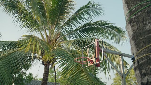 Rusty basketball hoop and backboard set near tall palm trees under clear sky, Ranong, Thailand