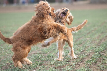 Two playful dogs, a golden cocker spaniel and a fluffy brown cocker spaniel, are joyfully running across a grassy field, showcasing their friendship and energy in a natural setting