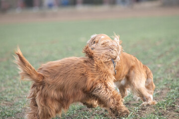 Two playful dogs, a golden cocker spaniel and a fluffy brown cocker spaniel, are joyfully running across a grassy field, showcasing their friendship and energy in a natural setting