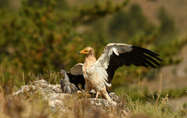 alimoche captura una paloma en el campo