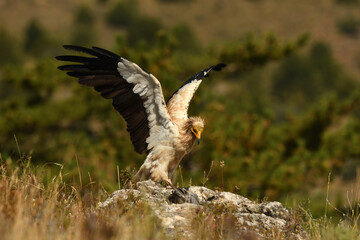 alimoche captura una paloma en el campo