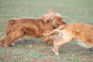 Two playful dogs, a golden cocker spaniel and a fluffy brown cocker spaniel, are joyfully running across a grassy field, showcasing their friendship and energy in a natural setting