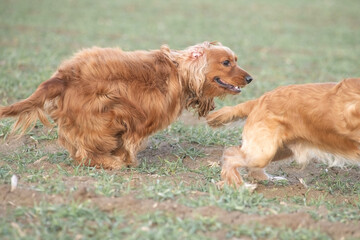 Two playful dogs, a golden cocker spaniel and a fluffy brown cocker spaniel, are joyfully running across a grassy field, showcasing their friendship and energy in a natural setting
