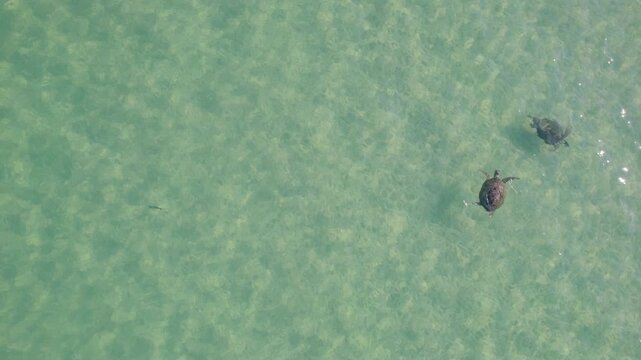 Top-down shot captures two turtles swimming in clear shallow water near Ningaloo Reef, Exmouth, Cape Range National Park, Tantabiddi Sanctuary Zone, and Jurabi Turtle Centre, showing natural movement.