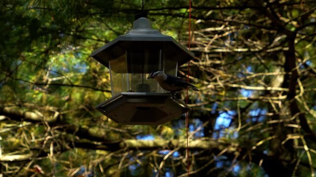 Close Up Of Nuthatch Bird Throwing Out Wild Seeds Out Of Bird Feeder In A Forest Scene