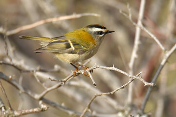 reyezuelo listado en el campo