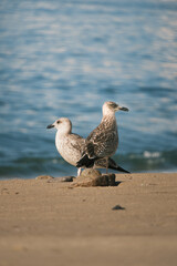 Fototapeta premium Zwei Möwen am Strand Portugals