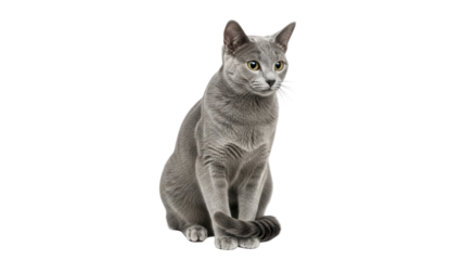 Isolated Russian Blue cat with striking yellow eyes sits looking cute and calm, ready to pounce