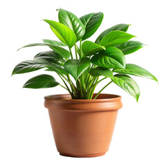 Green Potted Plant Isolated on White Background