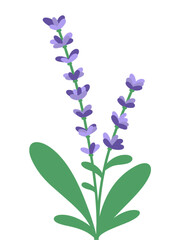 Obraz premium Lavender flower vector illustration | lilac flowers