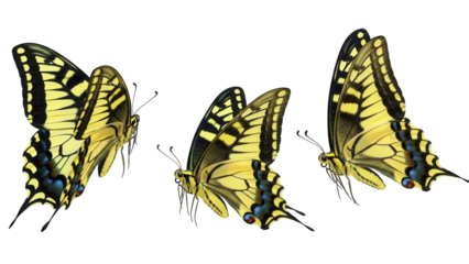 Isolated Eastern Tiger Swallowtail butterflies with yellow and black wing patterns on display