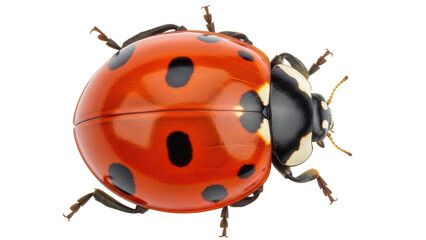 Isolated ladybug shows details of its shell, antenna, and legs, in macro view, on bright day © Ivan