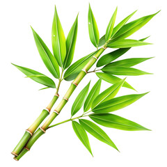 Green bamboo leaves on white background